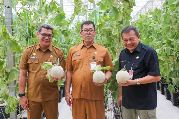 Pj. Bupati Purwakarta Hadiri Panen Raya Melon di Desa Cijunti