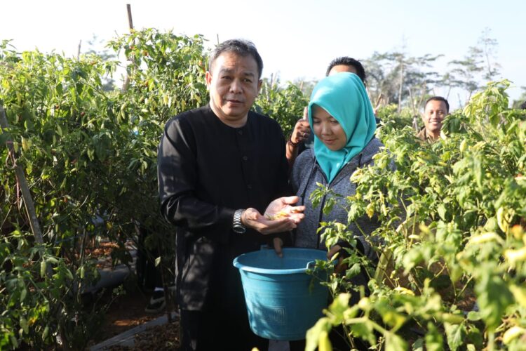 Jaga Ketahanan Pangan, Penjabat Bupati Purwakarta Gelar Panen Cabai di Kecamatan Bojong
