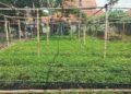 Ketua Kelompok Tani Ciwana Tani, Rusli, Pimpin Pelaksanaan Program Kebun Bibit Rakyat di Desa Wanasari