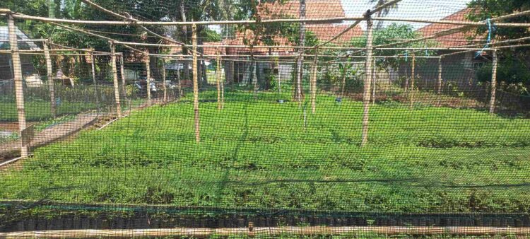 Ketua Kelompok Tani Ciwana Tani, Rusli, Pimpin Pelaksanaan Program Kebun Bibit Rakyat di Desa Wanasari
